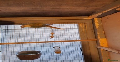 Conures birds - Advert 9