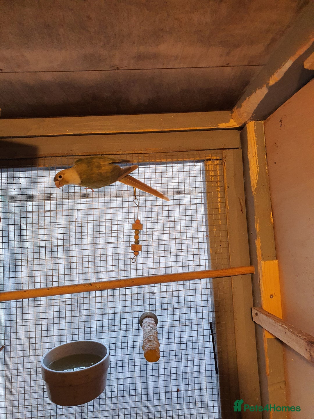 Conures birds for sale: Proven pair conure - Image 3
