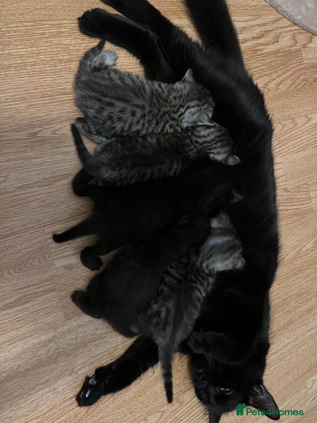 Egyptian Mau cats for sale: Smoke Egyptian MAU x Bengal spotted&marble kittens - Image 35