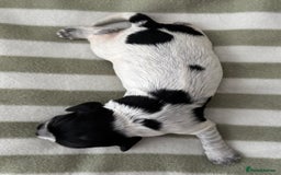 Cocker Spaniel dogs for sale: Beautiful Cocker Spaniel Puppies - Advert 19