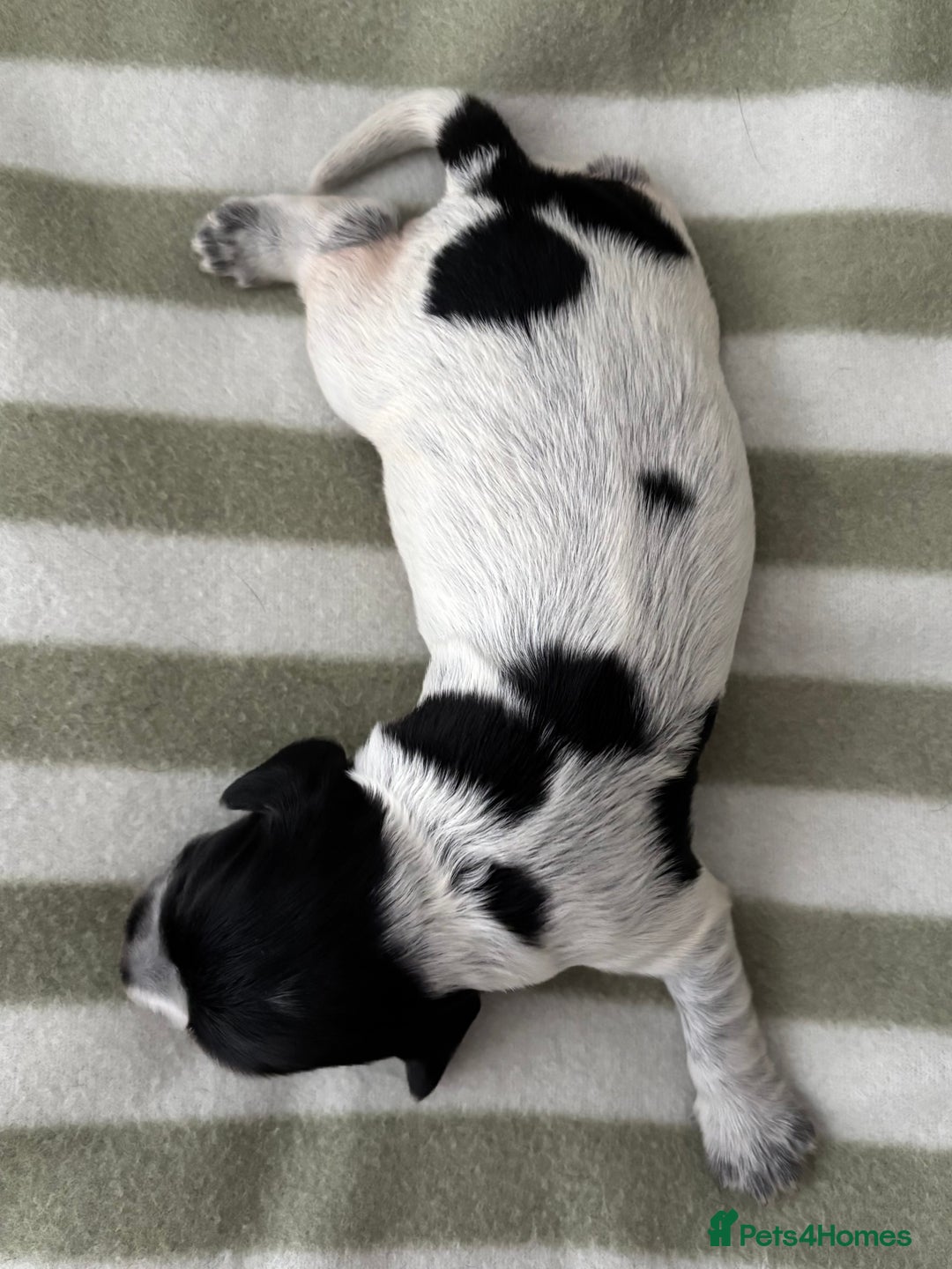 Cocker Spaniel dogs for sale: Beautiful Cocker Spaniel Puppies - Advert 19