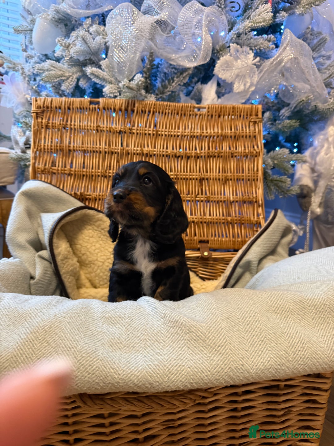 Cocker Spaniel dogs for sale: Working cocker spaniel puppies  - Advert 7