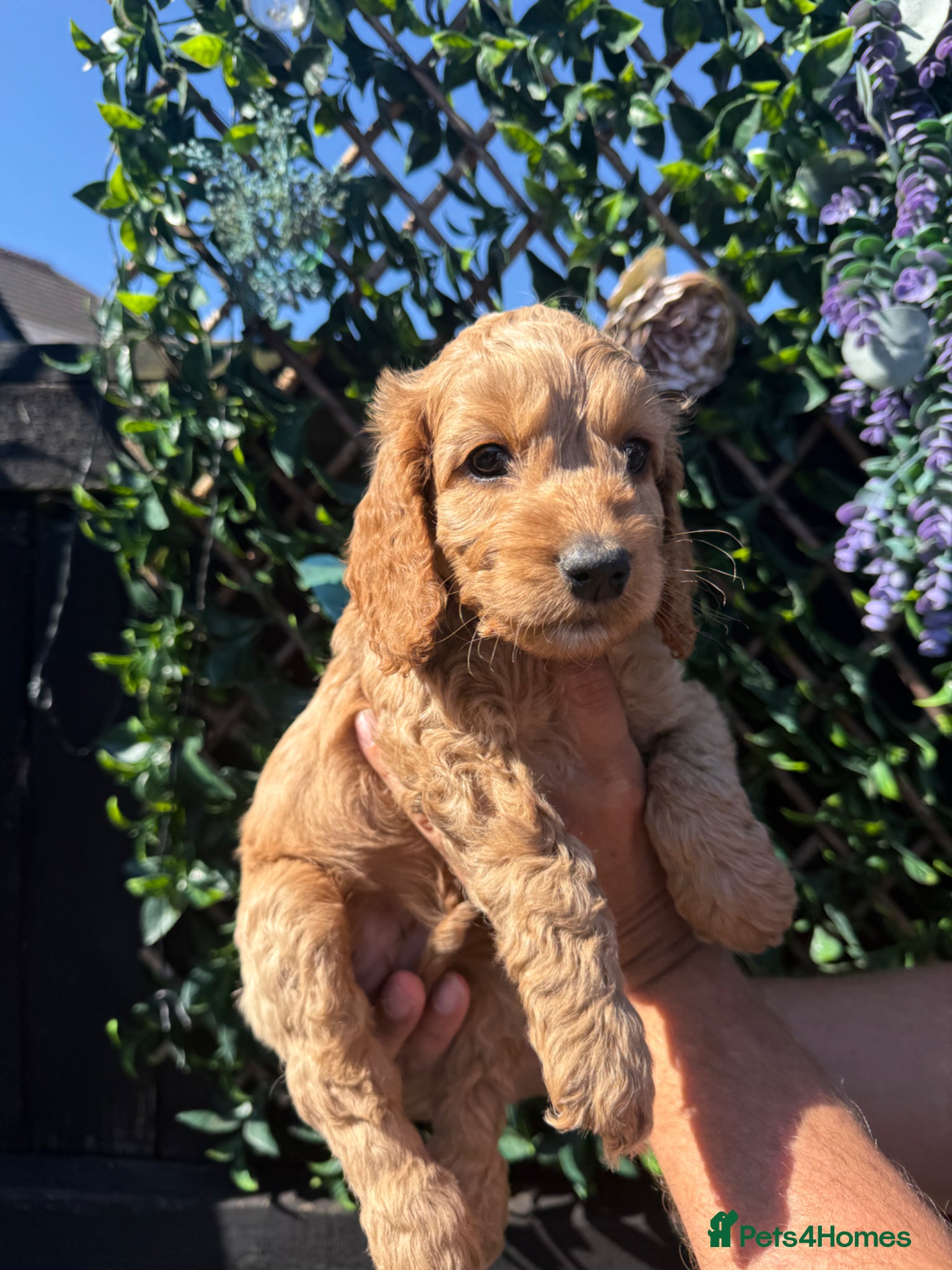 Cockapoo dogs F2 Cockapoo Puppies- Looking for Forever Homes! 🐾 - Advert 1