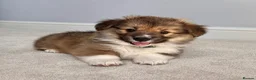 Welsh Corgi Pembroke dogs for sale: Stunning Fluffy Long-Haired (Fluffy) Corgi Puppies - Advert 13