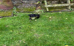 Labrador Retriever dogs for sale: Labrador pups  - Image 7