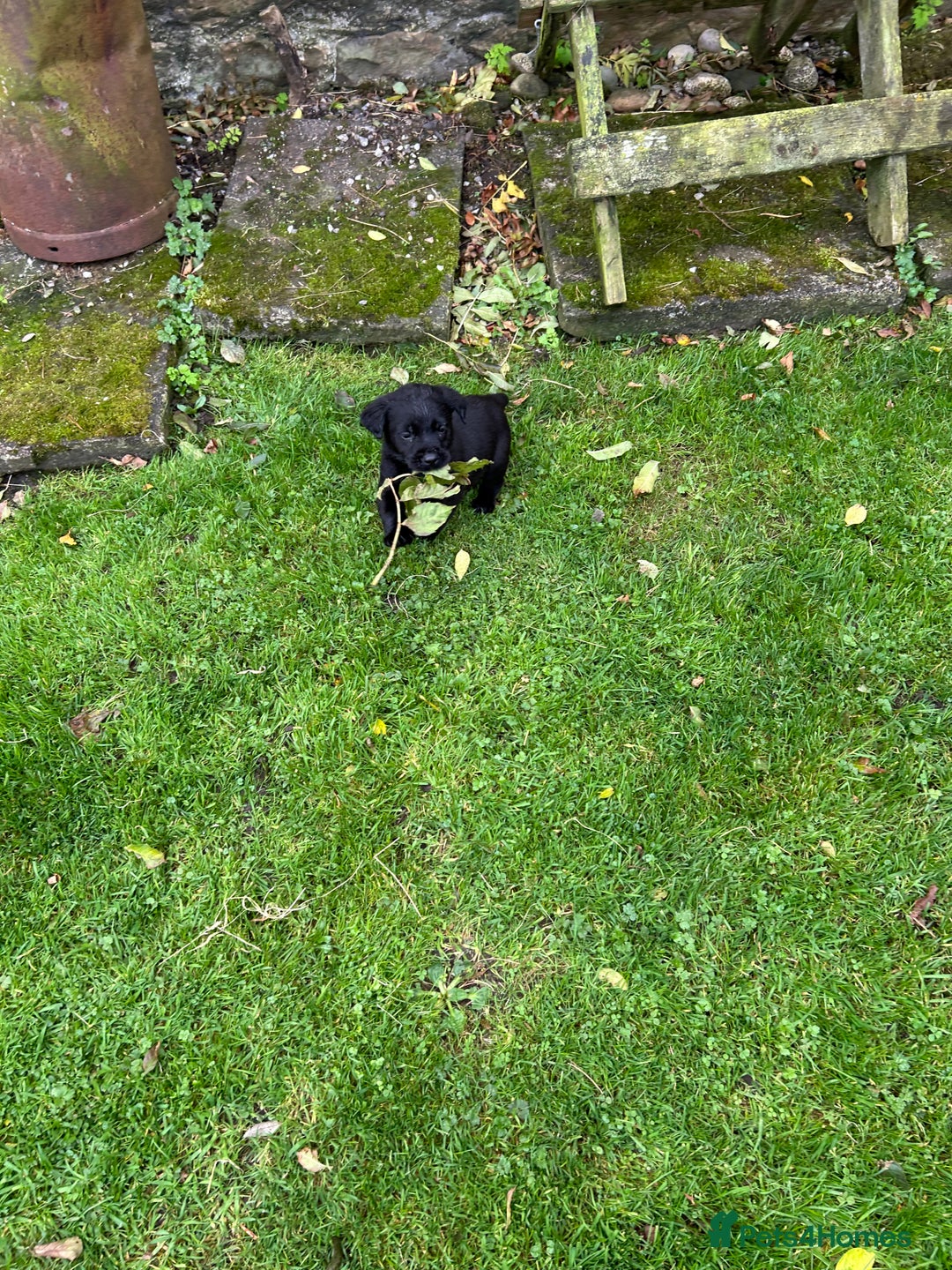 Labrador Retriever dogs for sale: Labrador pups  - Image 7