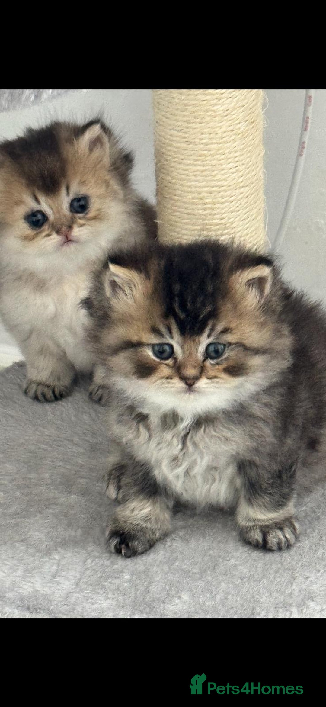 Scottish Fold cats for sale: Scottish Fold Kittens – Ready for New Homes  - Image 10