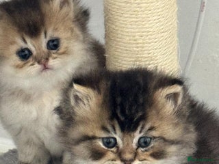 Scottish Fold cats Scottish Shorthair fluffy purebred kittens - Advert 11