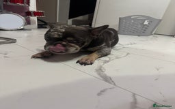 French Bulldog dogs for sale: 2 x French bulldogs  - Image 6