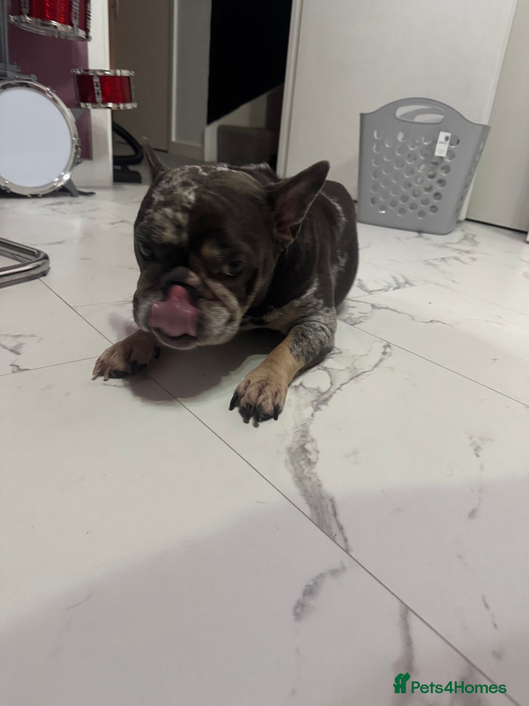 French Bulldog dogs for sale: 2 x French bulldogs  - Image 6