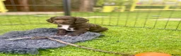 Sprocker dogs for sale: Exceptionally well bred sprocker pups - Advert 1
