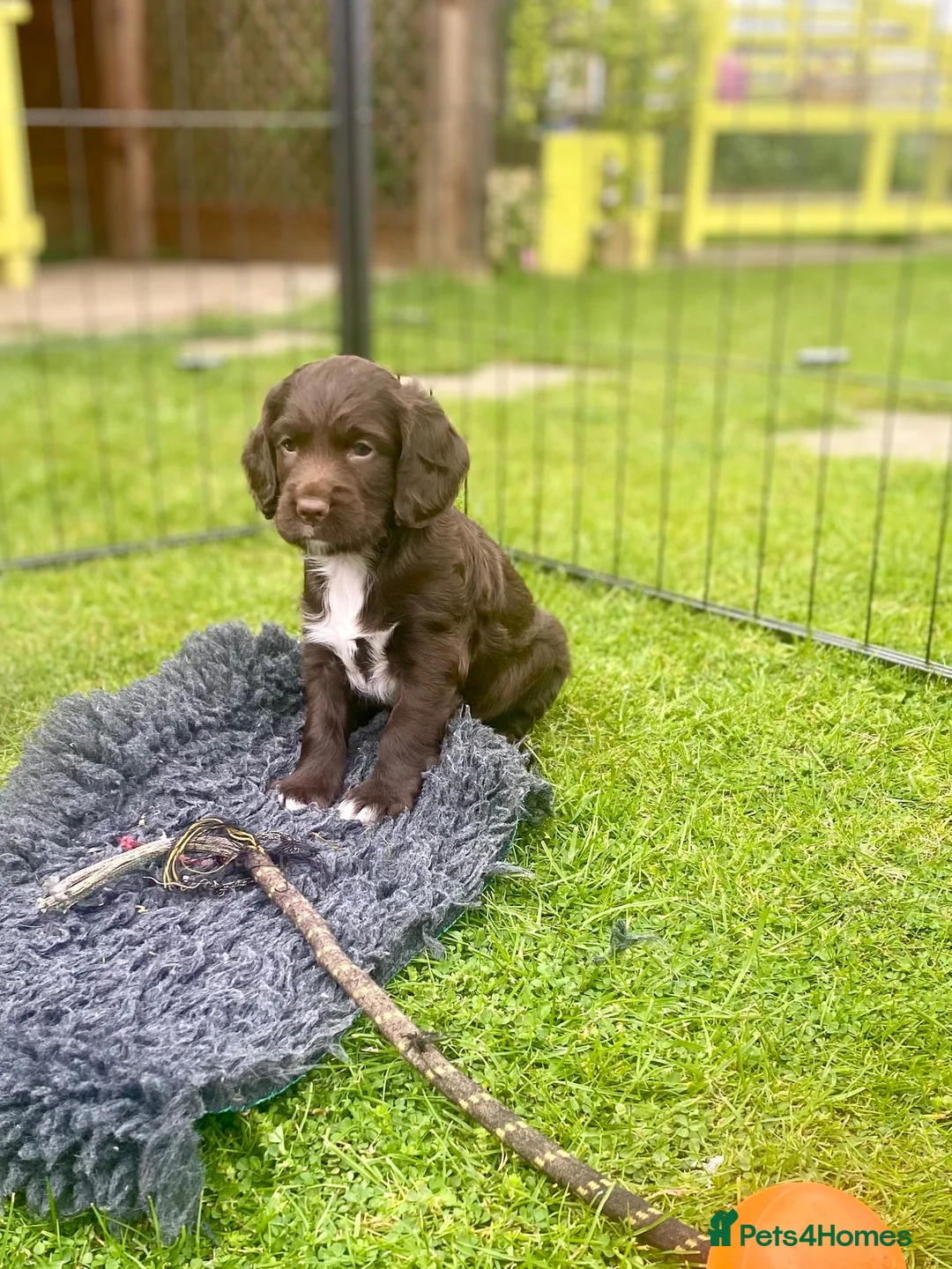 Sprocker dogs for sale: Exceptionally well bred sprocker pups - Advert 1