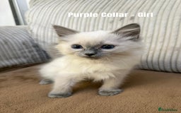 Ragdoll cats for sale: 4 cute fluffy Ragdoll Kittens - Advert 19
