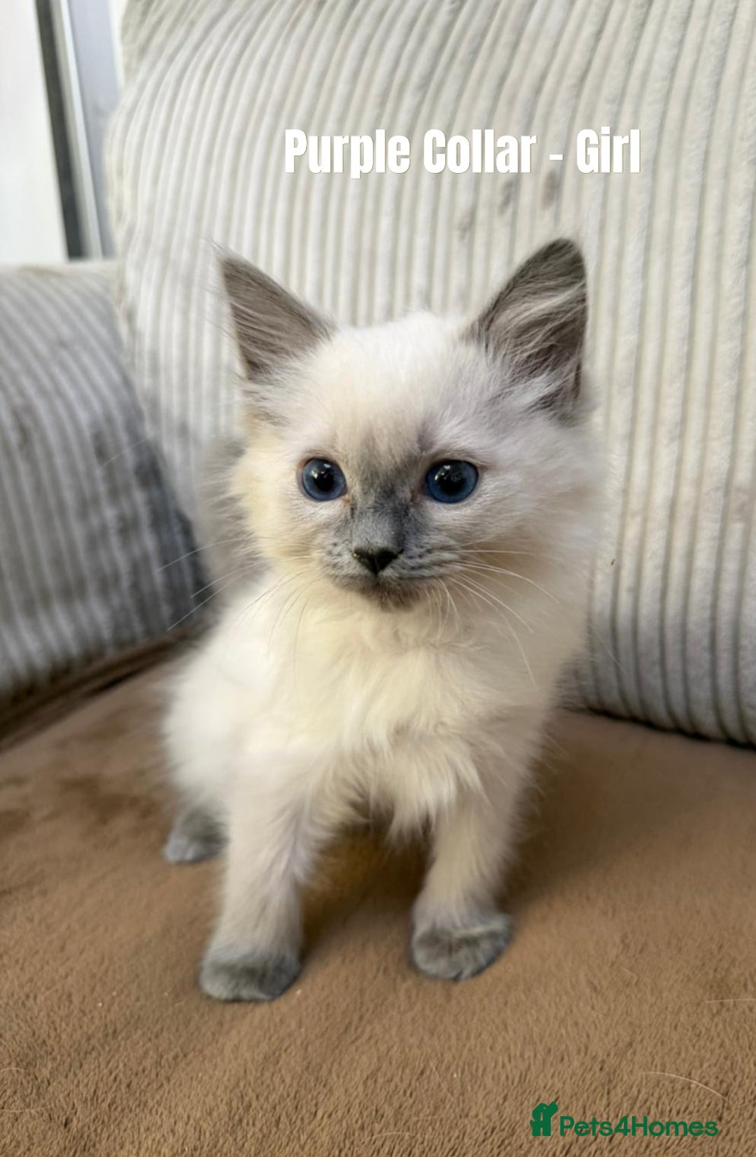 Ragdoll cats for sale: 4 cute fluffy Ragdoll Kittens - Advert 19