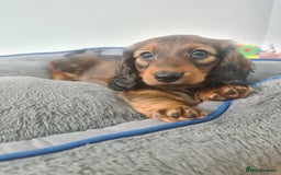 Dachshund dogs for sale: Last one beautiful long-haired dachshunds girl 😍 - Image 37