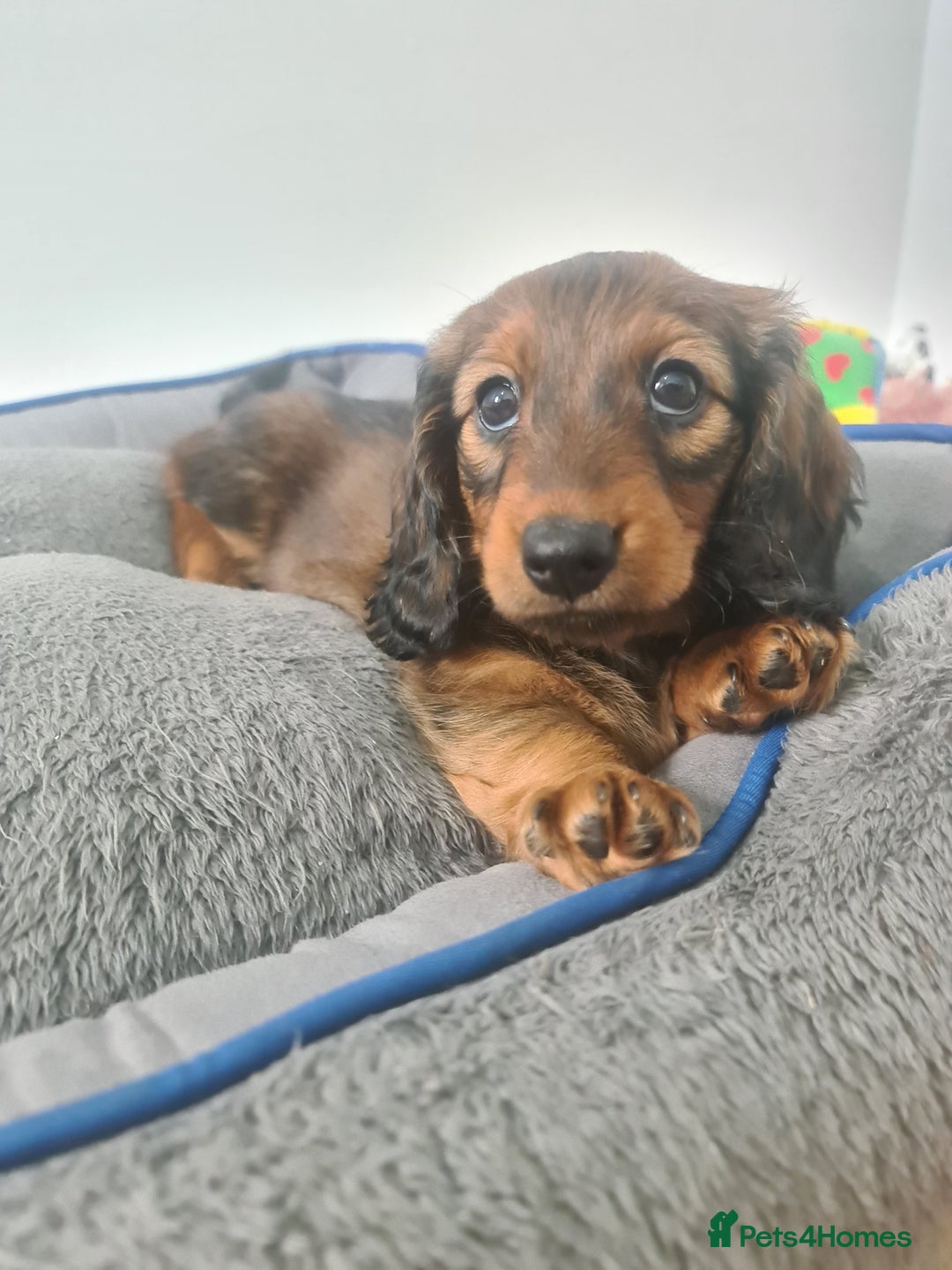 Dachshund dogs for sale: Last one beautiful long-haired dachshunds girl 😍 - Image 37