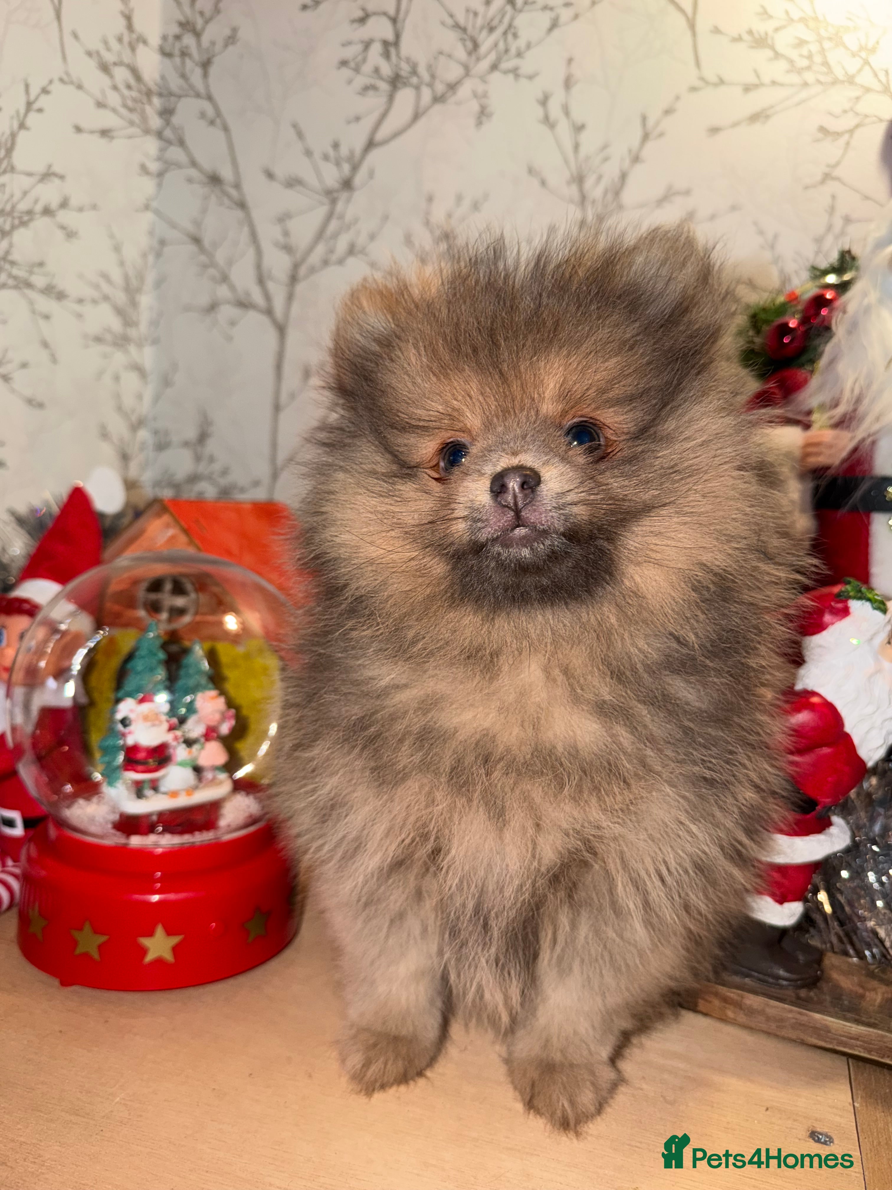 Pomeranian dogs 🧸⭐️ READY NOW !! BABY BOY TEDDY BEAR  ⭐️🧸 - Advert 14