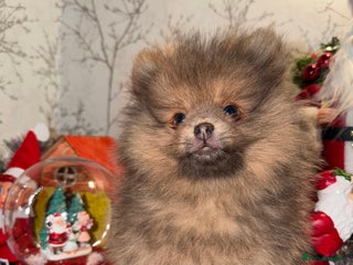 Pomeranian dogs 🧸⭐️ READY NOW !! BABY BOY TEDDY BEAR ⭐️🧸 - Advert 14