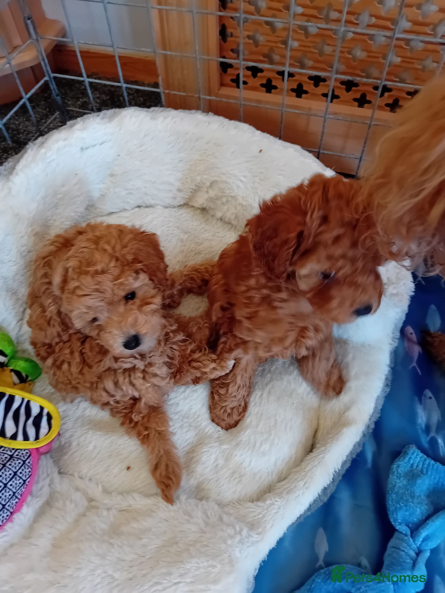 Toy Poodle dogs Very Small Toy Poodles - Advert 2
