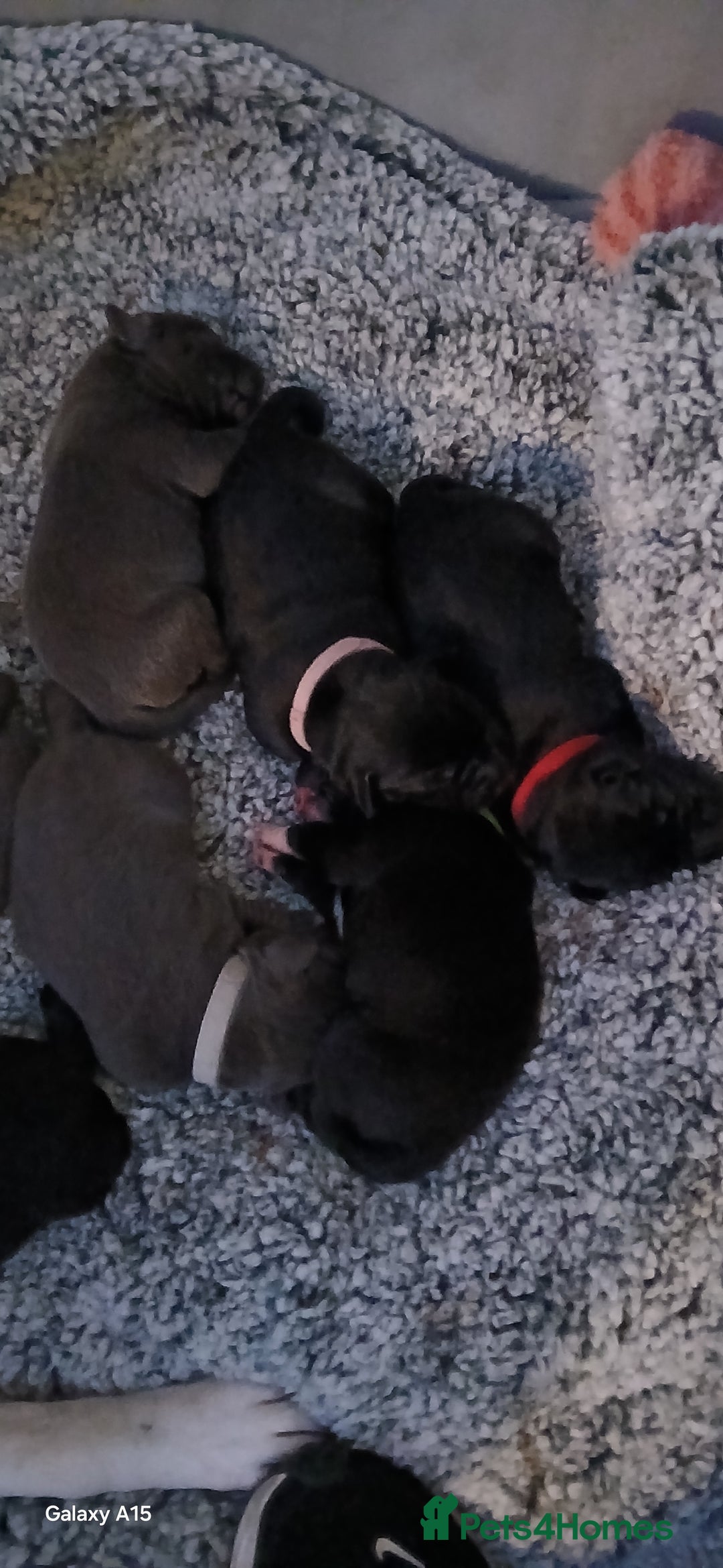 Mixed Breed dogs for sale: Staffador puppies  - Advert 3