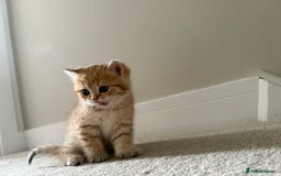 British Shorthair cats for sale: SOLD Sired by Champion FIFE dad -  Golden BSH - Image 13