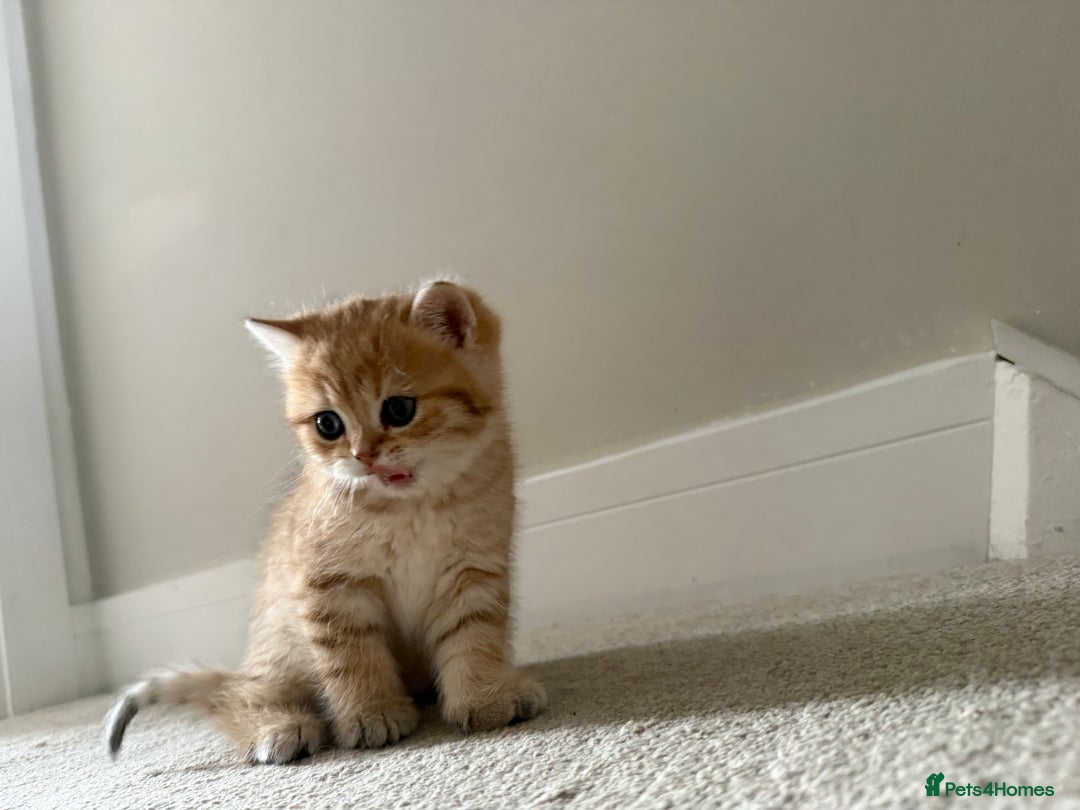 British Shorthair cats for sale: SOLD Sired by Champion FIFE dad -  Golden BSH - Image 13
