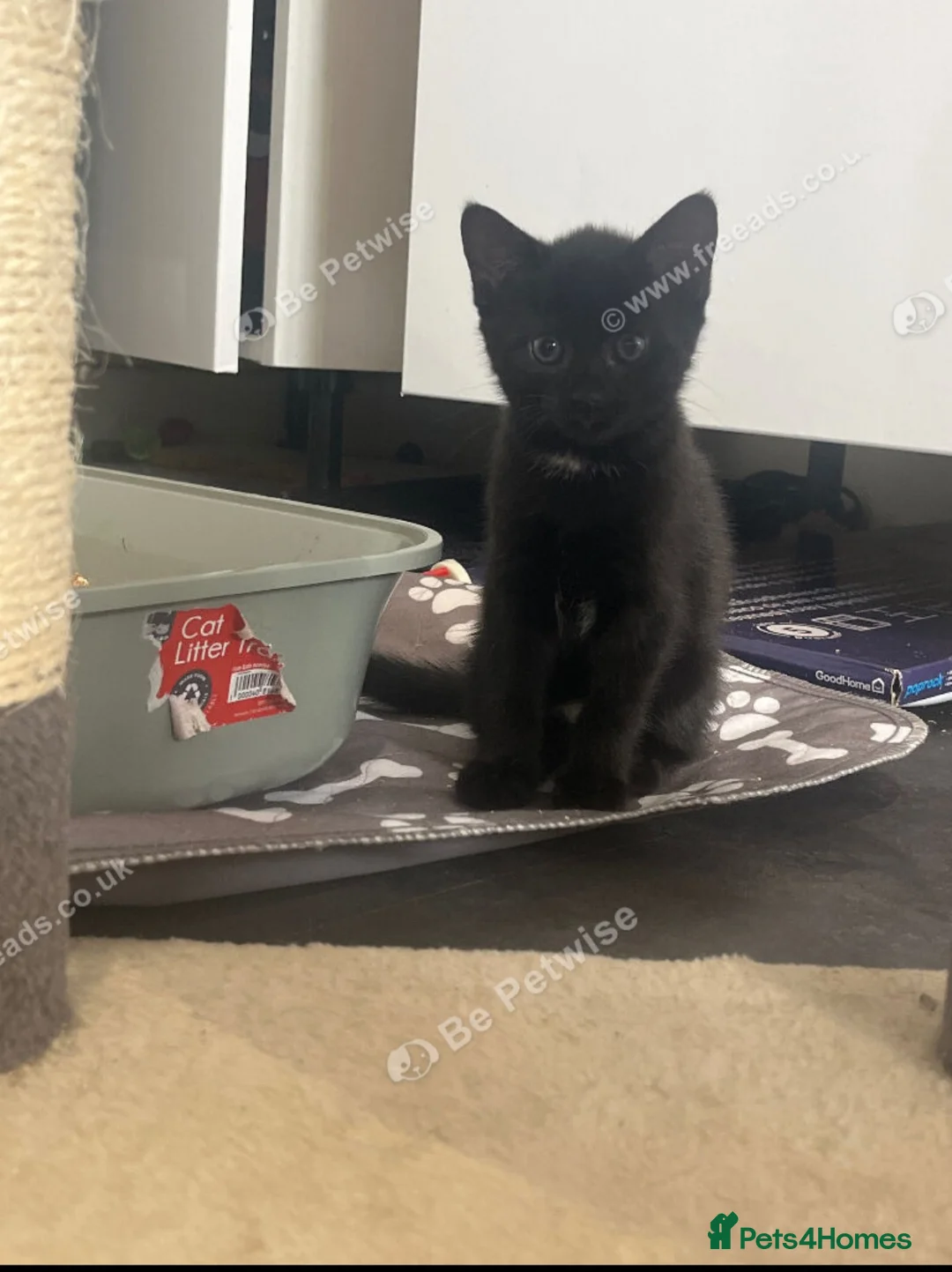 Mixed Breed cats for sale: 3 kittens ready by 22nd June  in Swindon - Advert 2
