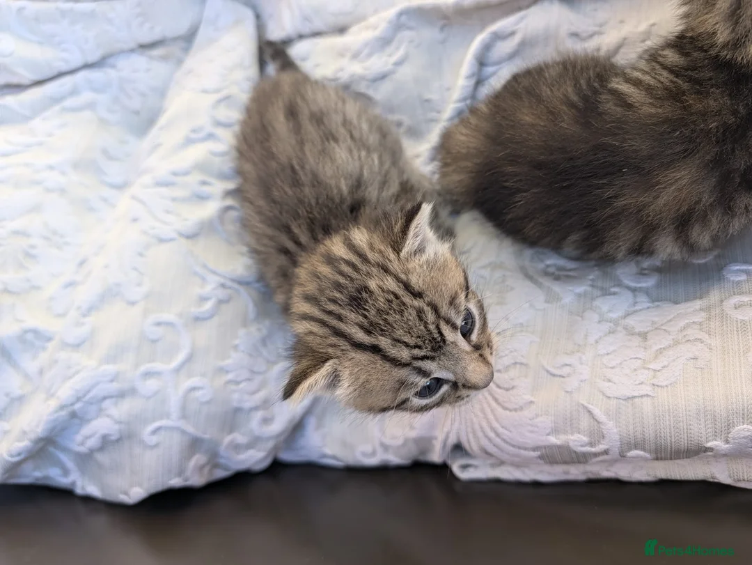 Domestic Shorthair cats for sale: 2 boys and 3 girls ginger in a separate listing. - Advert 17