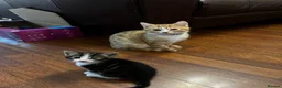 Domestic Shorthair cats for sale: Kittens  - Advert 10