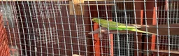 Budgerigars birds for sale: Finger tame baby budgies  - Advert 2