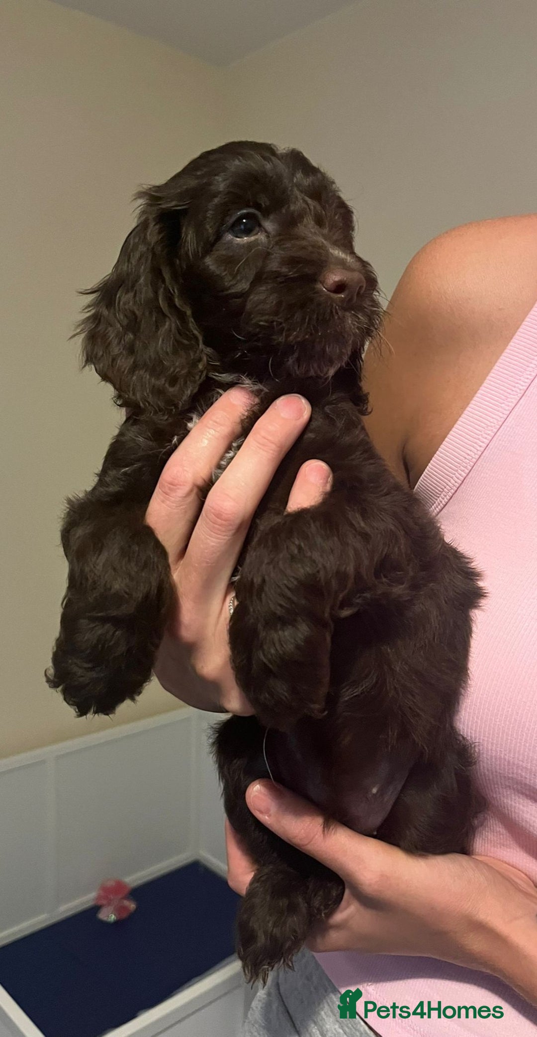 Cockapoo dogs for sale: Ready to leave Minature F1 PRA clear cockapoo pups - Image 26