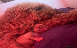 Mixed Breed dogs for sale: 4 Labradoodle Puppies For Sale - Image 6