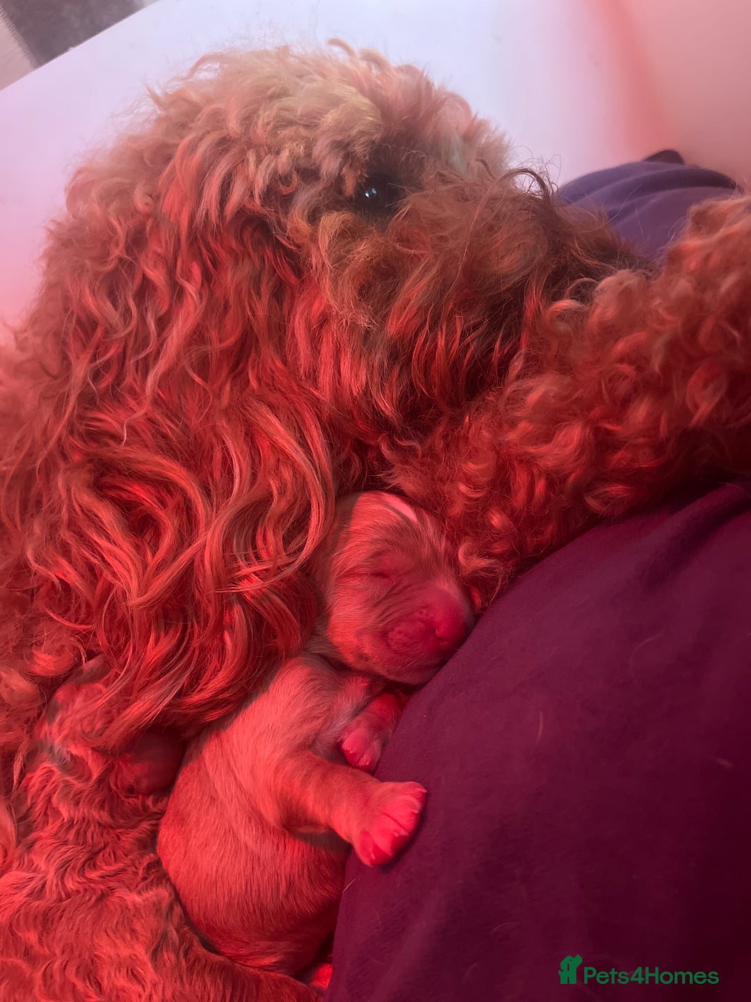Mixed Breed dogs for sale: 4 Labradoodle Puppies For Sale - Image 6