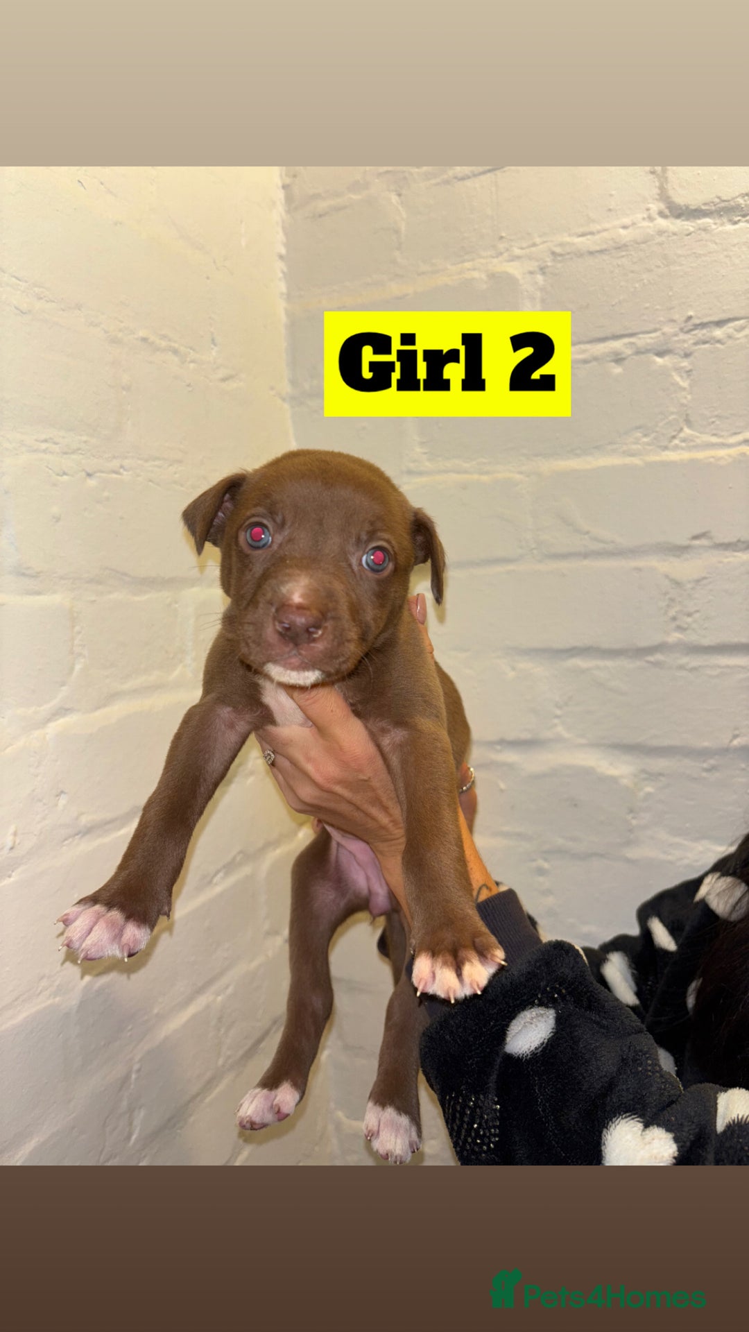 Mixed Breed dogs for sale: Beautiful Border collie/kelpie X staff cross pups - Image 9