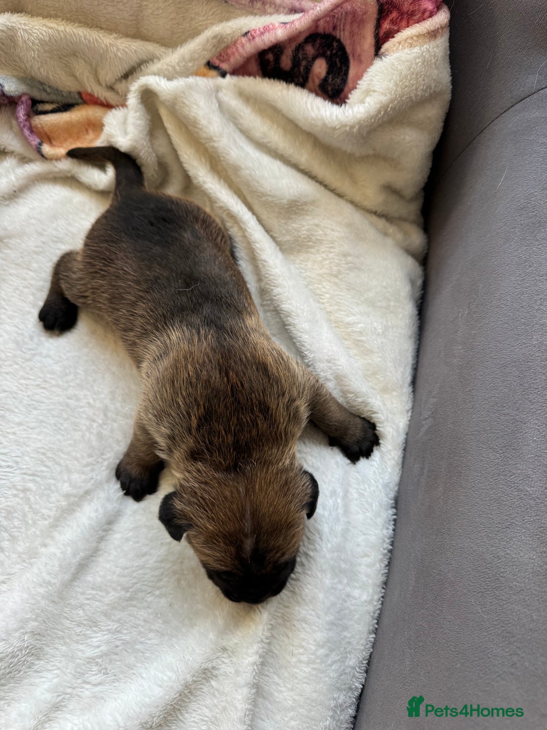 Cane Corso dogs for sale: 6 beautiful cane Corso puppies  - Advert 15