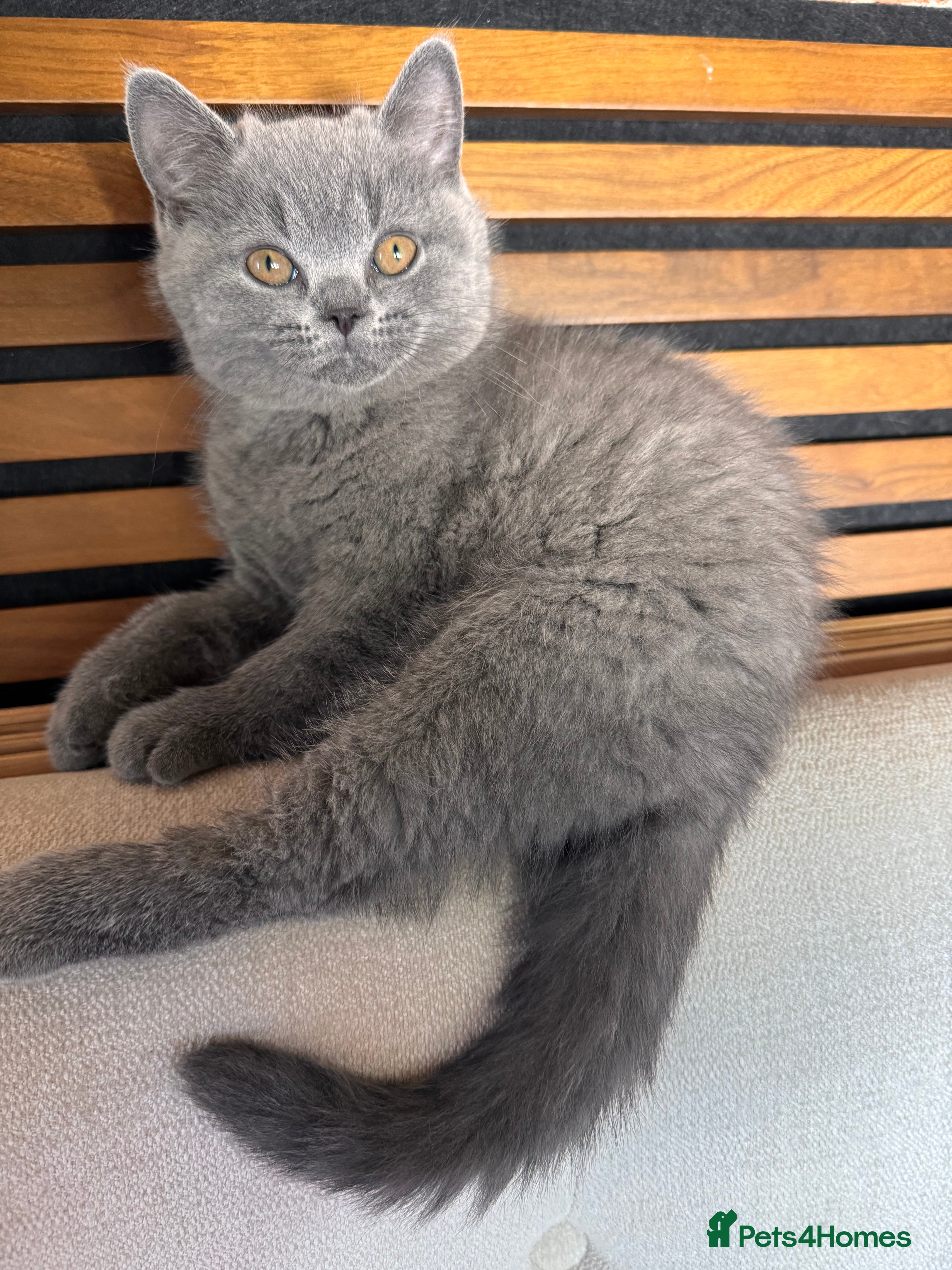 British Shorthair cats Blue British Shorthair kittens GCCF 2 boys 1 girl - Advert 2