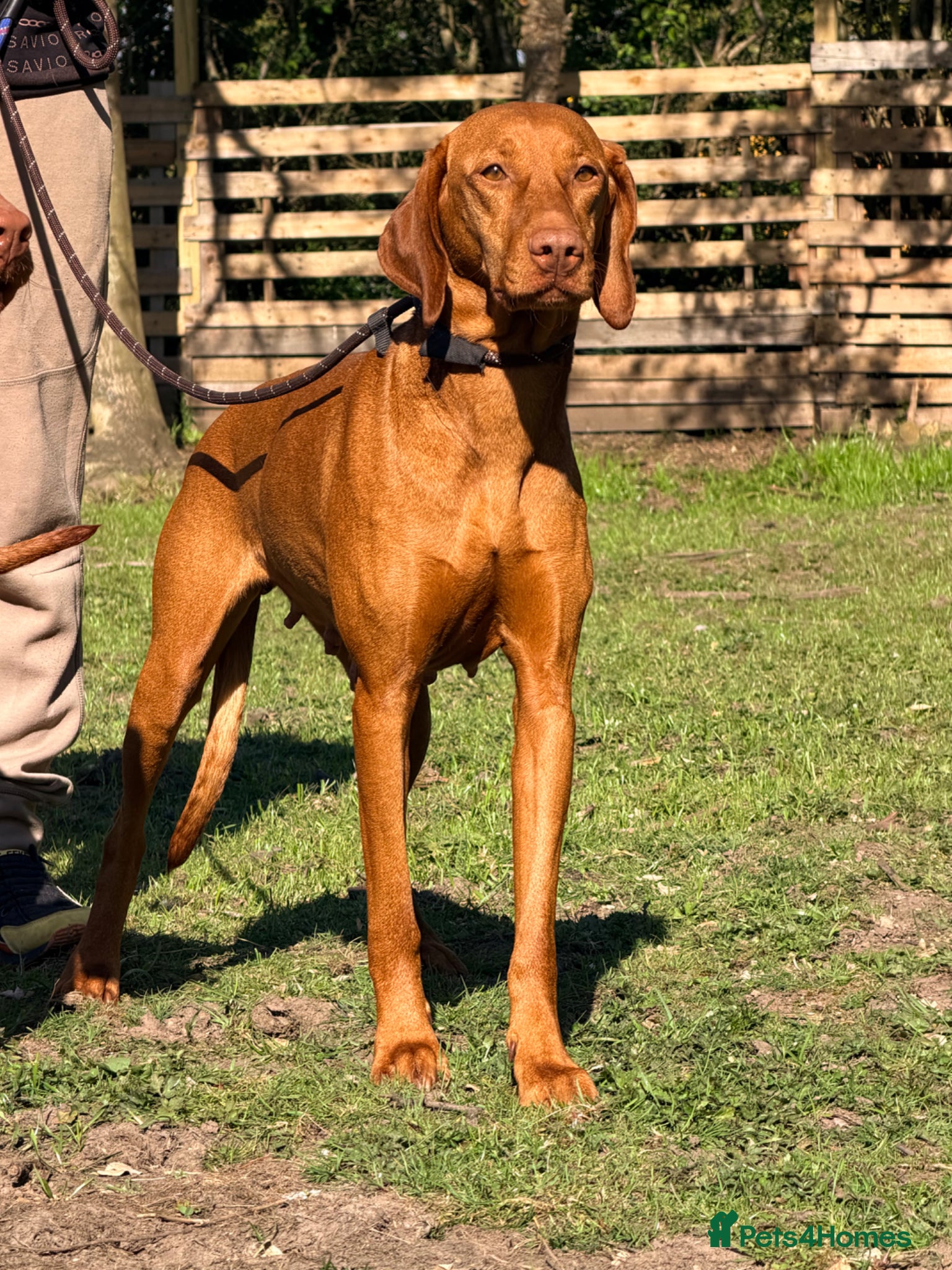 Hungarian Vizsla dogs The Golden-Hearted Guardians’ Litter 2026 - Advert 2