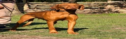 Hungarian Vizsla dogs for sale: The Golden-Hearted Guardians’ Litter 2026 - Advert 2