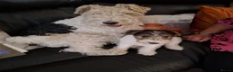 Fox Terrier dogs for sale: Gorgeous Wire haired fox terrier  - Advert 5