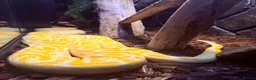 Python Snake reptiles for sale: Albino Python LARGE - Advert 11