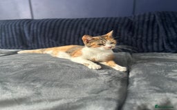 Mixed Breed cats for sale: 5 beautiful, inquisitive fluffy kittens - Image 20