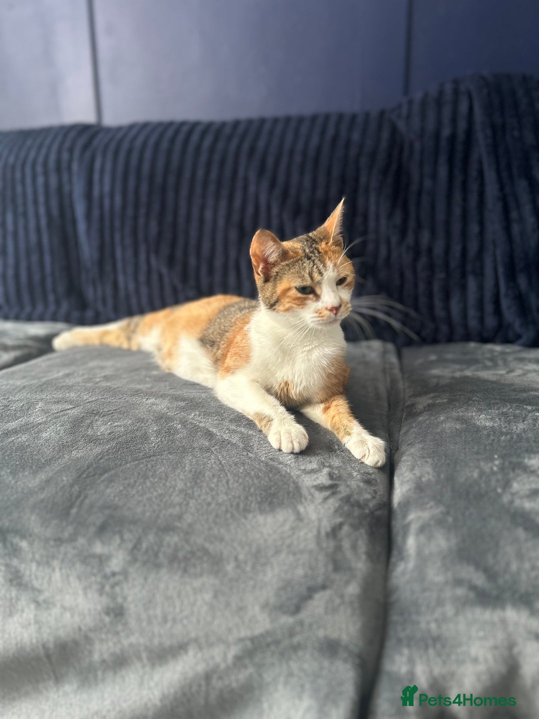 Mixed Breed cats for sale: 5 beautiful, inquisitive fluffy kittens - Image 20