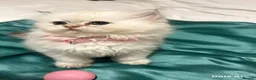 British Longhair cats for sale: 5 British longhairs for sale in London - Advert 6