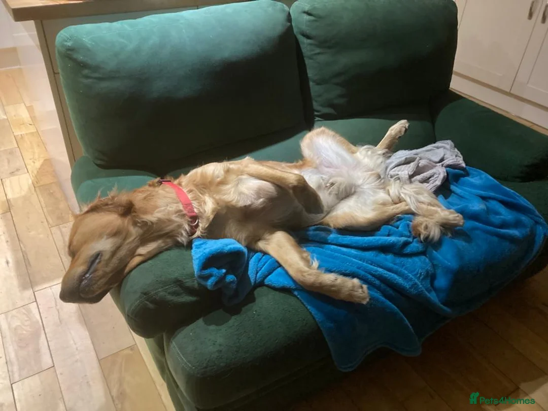 Golden Retriever dogs for sale: Red golden retriver - Advert 6