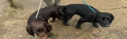 Cocker Spaniel dogs for stud: Working Cocker Spaniel available for Stud  in Chelmsford - Advert 25