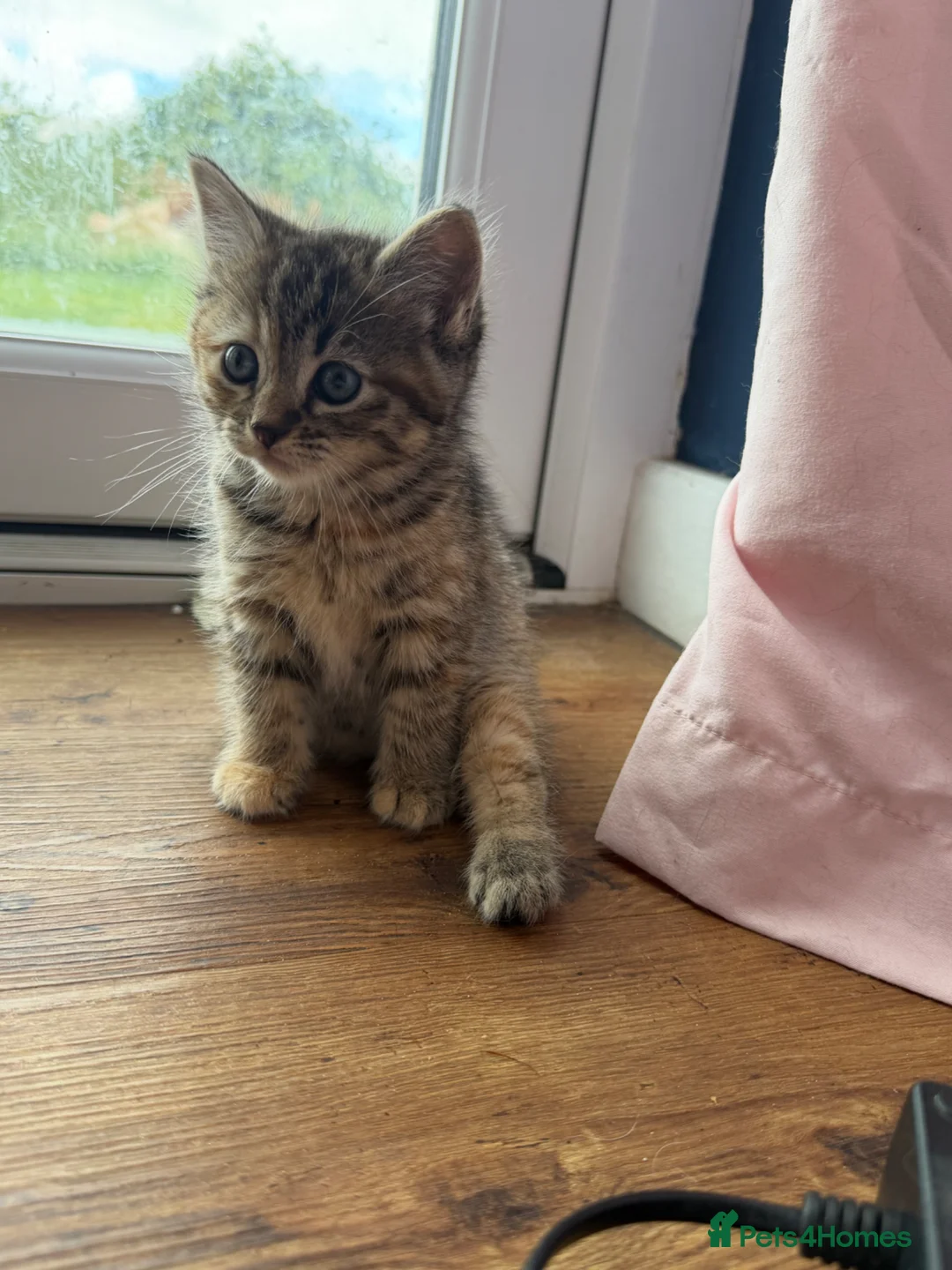 Mixed Breed cats for sale: Mixed ragdoll kittens  - Advert 1