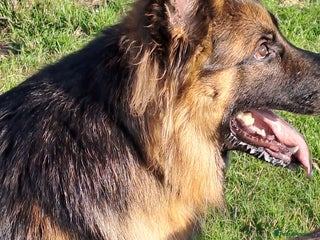 German Shepherd dogs in Alnwick - Advert 14