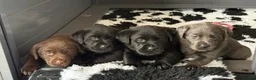 Labrador Retriever dogs for sale: Gorgeous, Chunky KC Labs - Advert 11