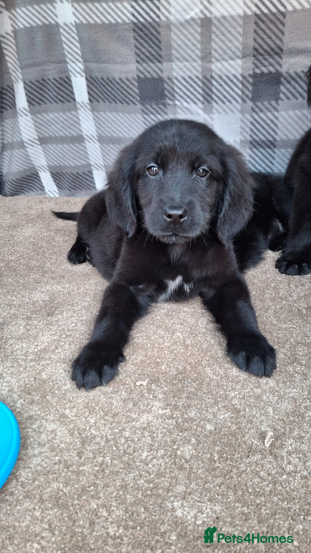 Mixed Breed dogs for sale: Flatcoated retriever x golden retriever puppies. - Advert 2