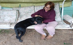Mixed Breed dogs for adoption: Meet SHEAMUS - a handsome boy for a confident Home - Image 5